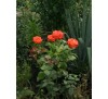 Роза Верано (Verano)